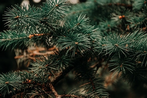 Zeit für einen Weihnachtsbaum?